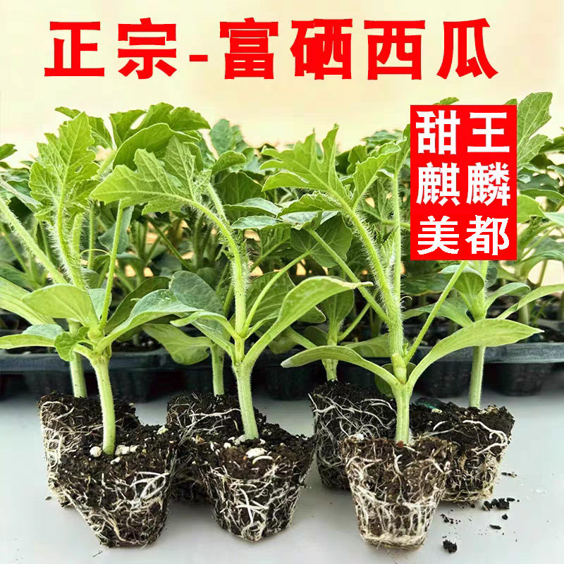 西瓜苗西瓜苗秧西瓜苗嫁接冰糖麒麟广西西瓜苗2k早春红玉西瓜苗