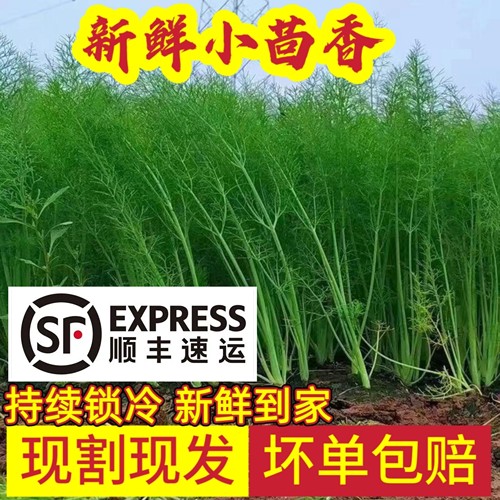 【顺丰发货】新鲜小茴香菜现发