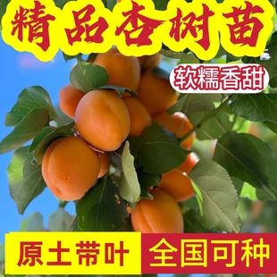 杏树苗帝王杏树苗北方耐寒新品杏树苗特大新品杏树苗早熟杏树苗