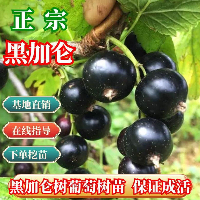 黑加仑树苗树葡萄当年结果南北方种植盆栽地栽庭院耐寒紫莓苗果树