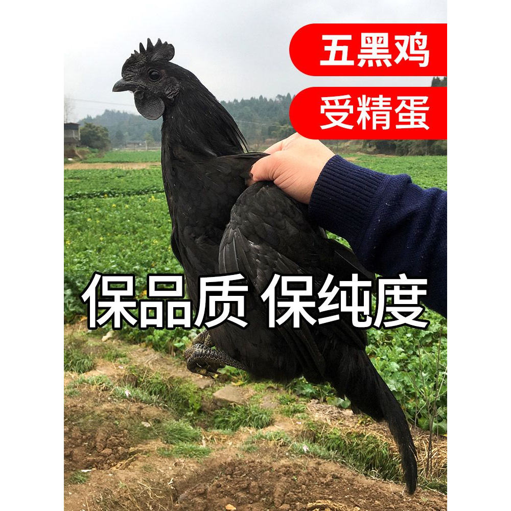五黑鸡绿壳种蛋新鲜包邮受精蛋自然受精土鸡种蛋可食用可孵化小鸡