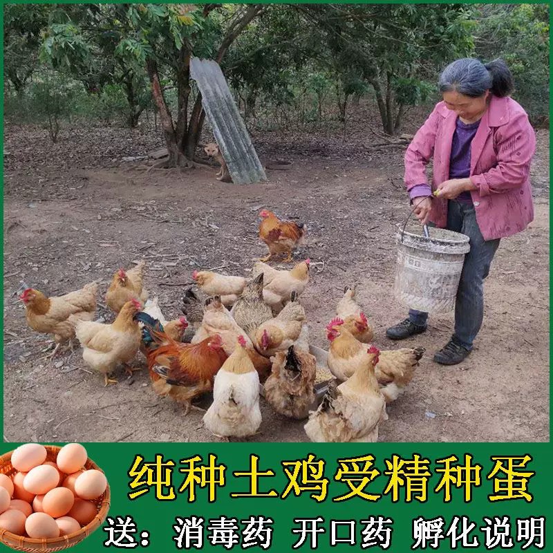 苏北土鸡种蛋新鲜包邮受精蛋自然受精土鸡种蛋可食用可孵化小鸡