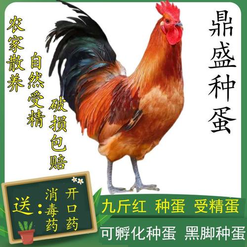 纯种九斤红种蛋可孵化红玉小鸡大型受精蛋种鸡蛋受精纯种宠物鸡