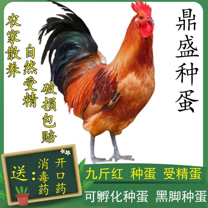 九斤红种蛋新鲜包邮受精蛋自然受活珠子/毛胚蛋