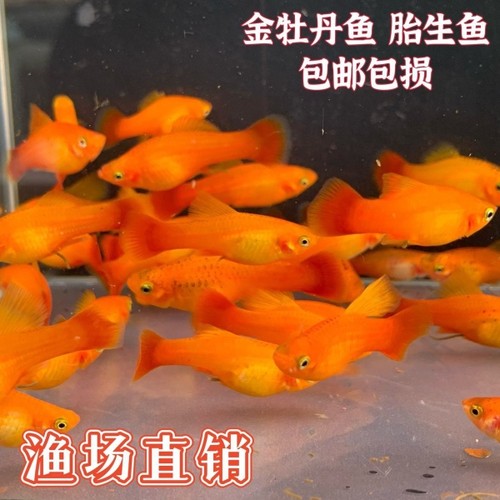 金牡丹胎生鱼可繁殖种鱼孔雀鱼斑马鱼胎生鱼天使鱼观赏鱼热带鱼