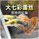 七彩蕾丝孔雀鱼种鱼可繁殖斑马鱼胎生鱼神仙鱼天使鱼观赏鱼热带鱼