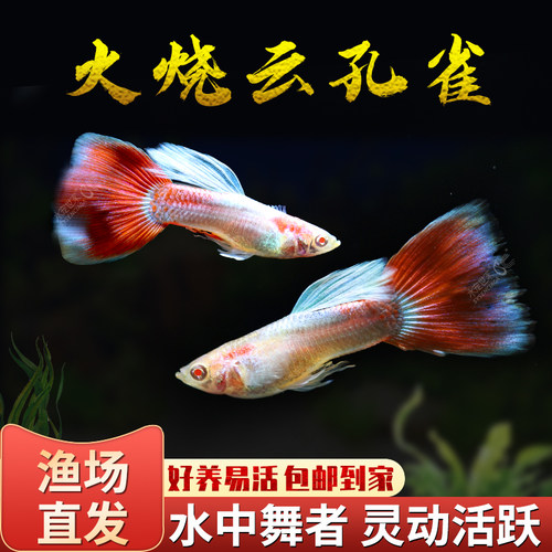 火烧云孔雀鱼种鱼可繁殖斑马鱼胎生鱼神仙鱼天使鱼观赏鱼热带鱼