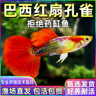 巴西红扇孔雀鱼种鱼可繁殖斑马鱼胎生鱼神仙鱼天使鱼观赏鱼热带鱼