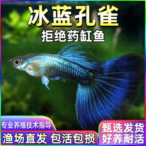 冰蓝孔雀鱼种鱼可繁殖斑马鱼胎生鱼神仙鱼天使鱼观赏鱼热带鱼斗鱼
