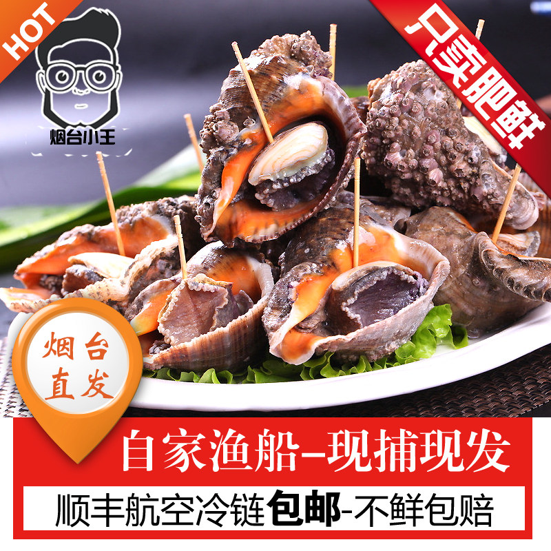 烟台大海螺野生超大角螺 新鲜翡翠螺苦螺海鲜大咖3-5只 海螺鲜活