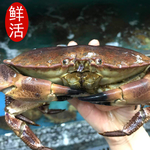面包蟹鲜活包邮一只大个鲜活大螃蟹鲜活海鲜珍宝蟹黄金蟹膏蟹500g