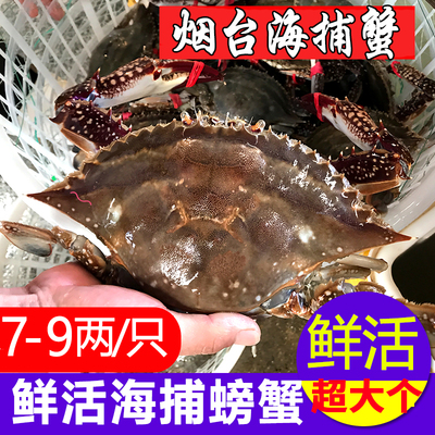 梭子蟹鲜活发货螃蟹新鲜烟台野生鲜活飞蟹超大母蟹海蟹满黄红膏蟹
