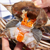 红膏呛蟹整只生腌螃蟹梭子蟹潍坊羊口咸蟹子酱母蟹炝蟹即食 12只