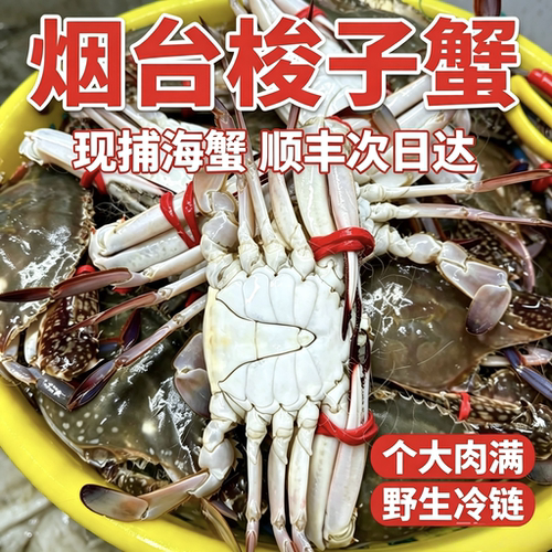 烟台活发梭子蟹活鲜飞蟹龙口螃蟹