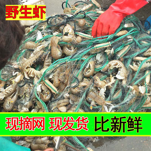 鲜活大皮皮虾鲜活全带籽虾爬子濑尿虾海鲜水产椒盐虾婆公母混合