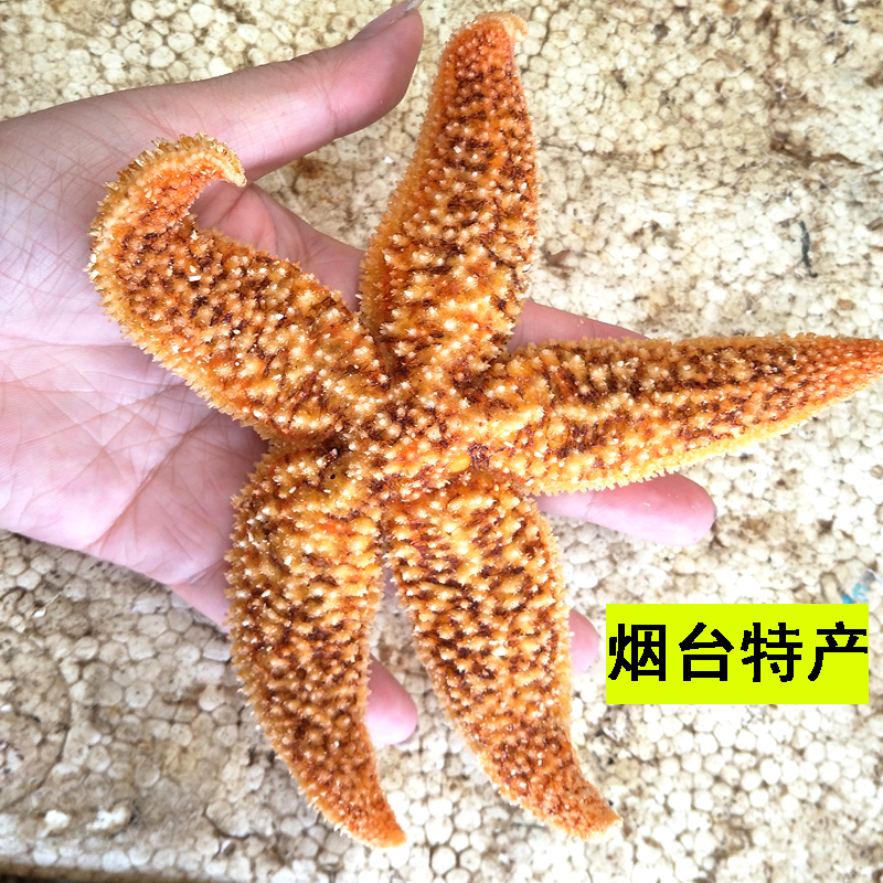 海星 鲜活冷冻海鲜活体新鲜海星 满籽大个海星熟品发货 单只价