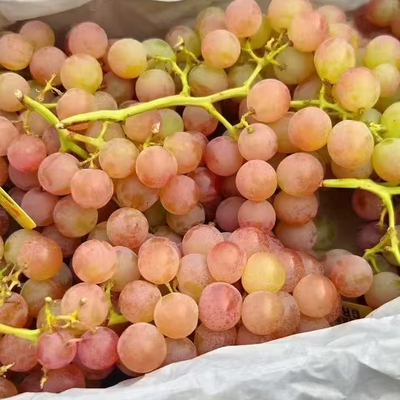 智利进口慕斯卡香水葡萄