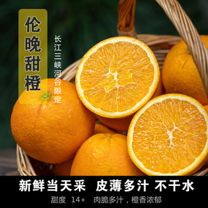 秭归伦晚甜橙礼盒装8斤包邮