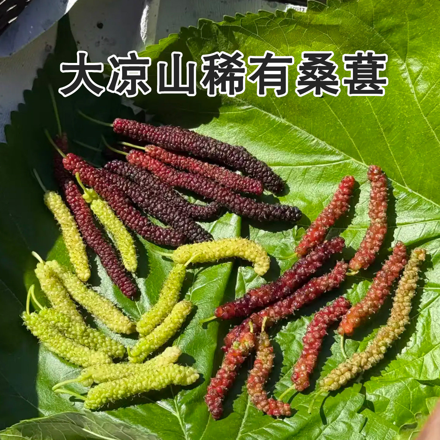 大凉山新鲜长桑葚金香&柳青稀有品种当季水果多色绿果桑SF包邮