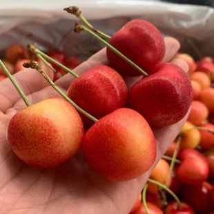 智利空运金车厘子礼盒4斤装雷妮/斯卡拉雷黄车年货礼品顺丰包邮