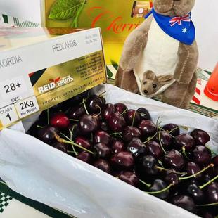 澳洲进口塔斯马尼亚车厘子kordia礼盒装 reid礼帝金袋鼠科迪亚30