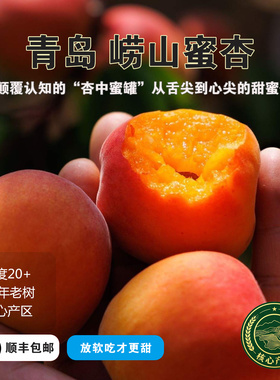 飨实崂山蜜杏特级果王礼盒装TOP24纯甜水蜜杏子新鲜水果顺丰包邮