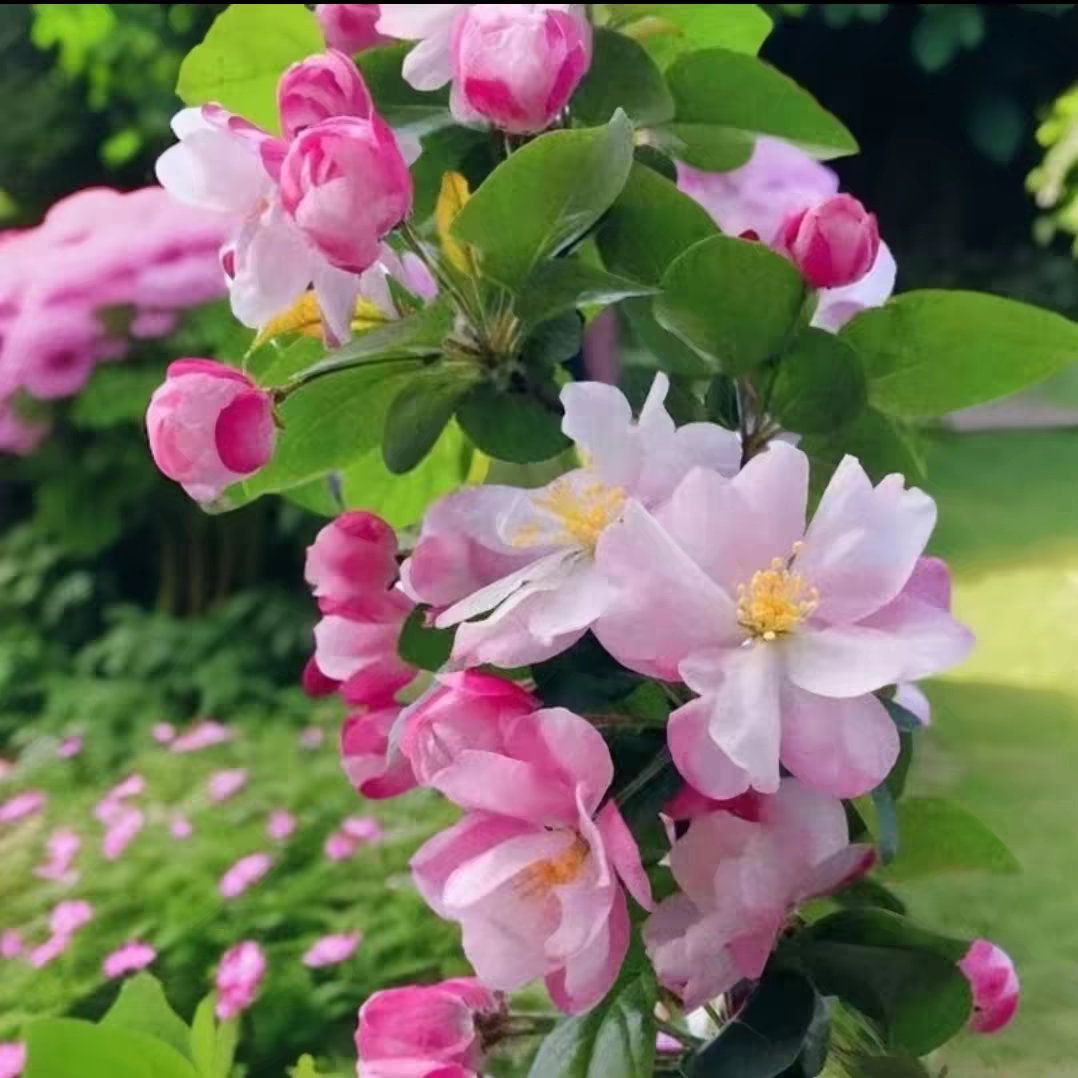 西府海棠花瓶篱笆苗垂丝海棠树苗
