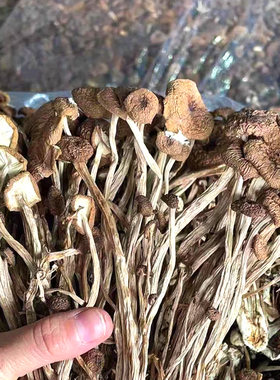 屏南茶树菇干货食用菌礼品250克