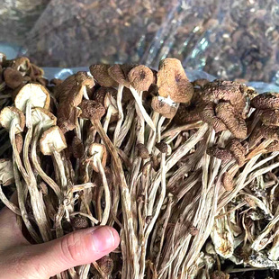 福建古田特产茶树菇干货 无硫磺农家货 产地直销食用菌礼品250克