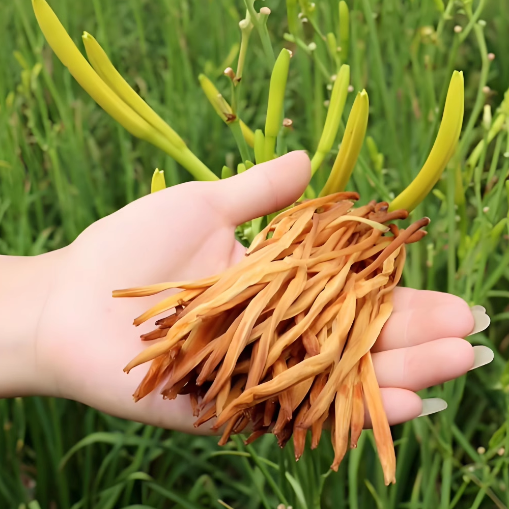 新货农家货黄花菜干货 500克 金针花菜 忘忧草退伍军人创业梦之店