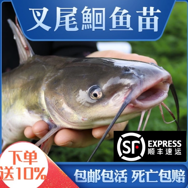 广西斑点叉尾特大小鱼苗淡水产好养殖食用本地耐活钳鱼梭边鱼沟鲶