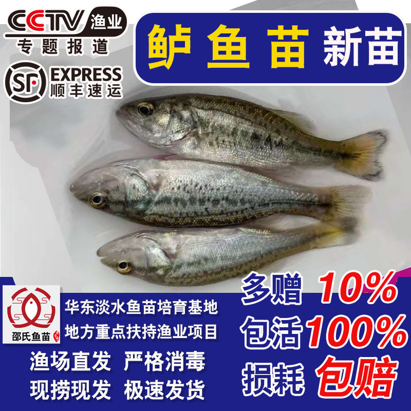 特大鲈鱼苗20厘米淡水养殖加州鲈鱼苗冷水观赏鱼半斤大口黑鲈