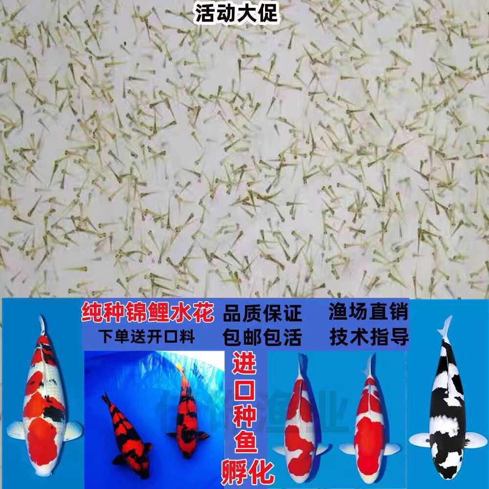 日系纯种锦鲤水花红白三色昭和菲写锦鲤鱼幼苗活体鱼苗观赏鱼冷水