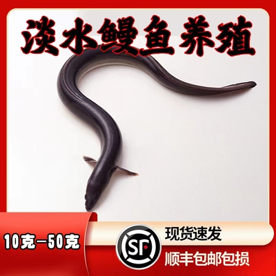 淡水鳗鱼苗白鳝鱼苗鱼塘江鳗白鳗鱼苗淡水河鳗鱼苗养殖花鳗鱼苗