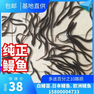 活体鳗鱼苗淡水鱼塘养殖河鳗鱼苗 白鳗鲡苗 白鳝鱼苗江鳗白鳗鱼苗