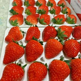 建德红颜草莓大果草莓香甜新鲜草莓顺丰包邮3斤以上生鲜水果现摘