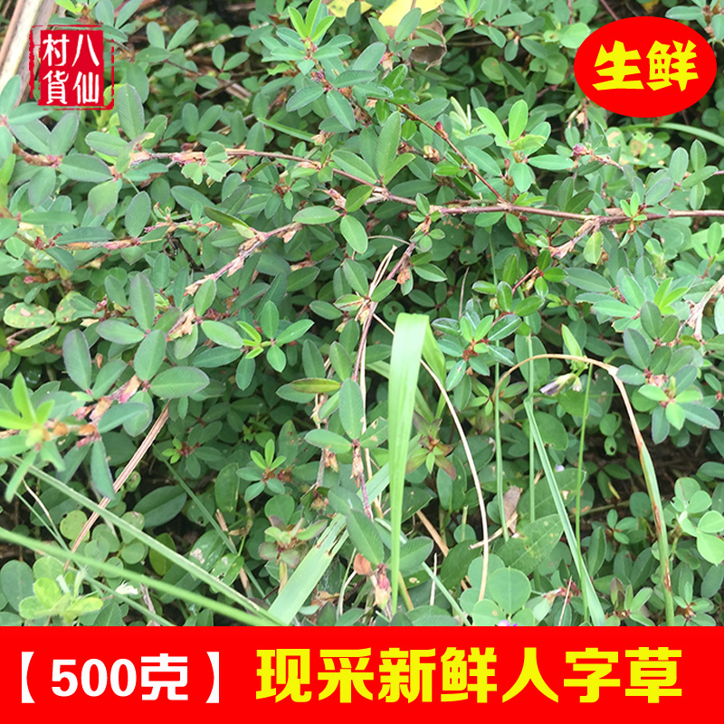 新鲜三叶人字草 现采鸡眼草 中草药掐不齐鹿含草苍蝇翅人字草包邮