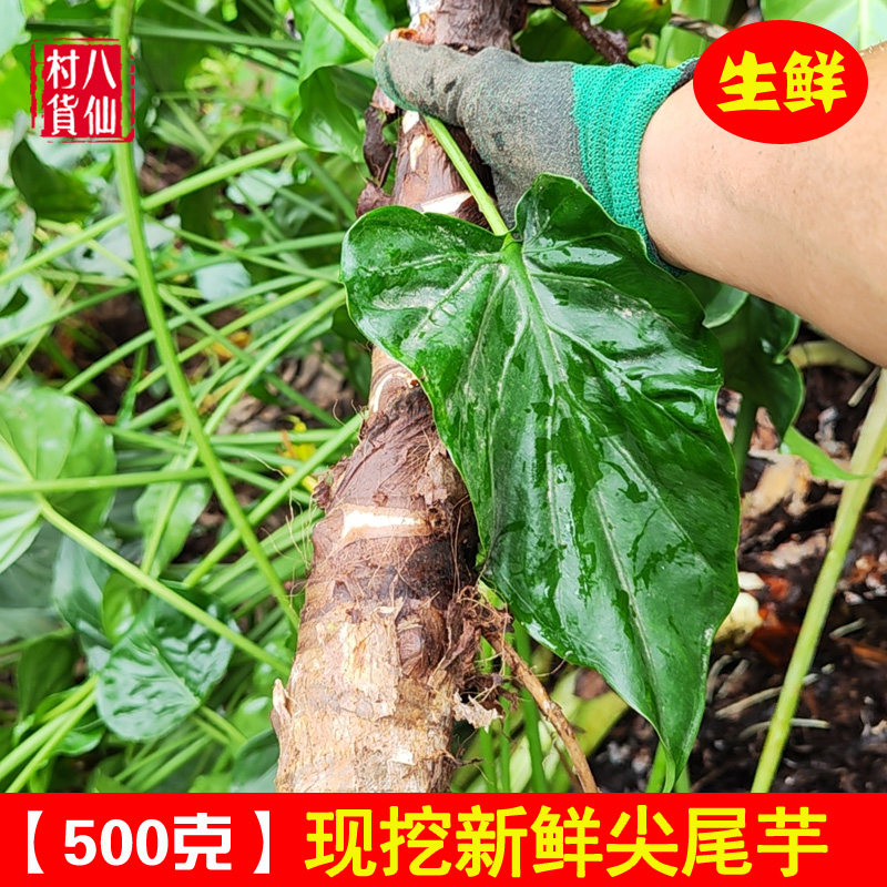新鲜尖尾芋 假海芋 中草药 老虎芋卜芥大麻芋观赏观音莲姑婆芋
