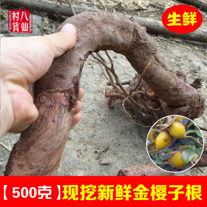 现挖新鲜金樱子根 鲜品金樱根 刺梨子根 中草药金樱果根纯根 包邮