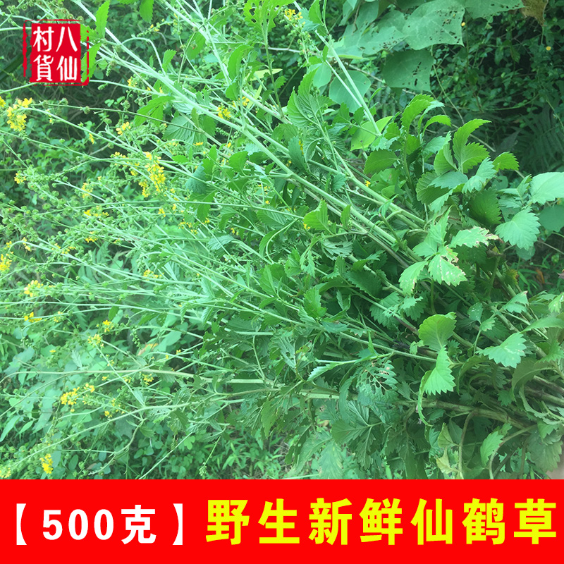 现采野生仙鹤草 新鲜龙芽草 中草药狼牙草 脱力草整棵