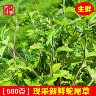 现采蛇尾草 新鲜水珍珠菜 水毛射 毛水珍珠草 狗仔尾 毛射草 包邮