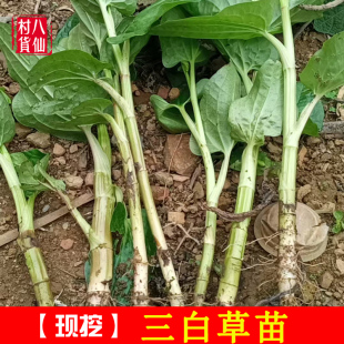 现挖三白草苗 新鲜天性草苗 三白草种植苗 水木通五路白白水鸡苗
