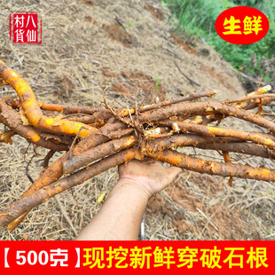 现挖野生穿破石根 新鲜柘根柘树 中草药 川破石 穿破石 纯根 包邮