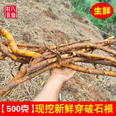 新鲜中草药穿破石现挖穿破石纯根
