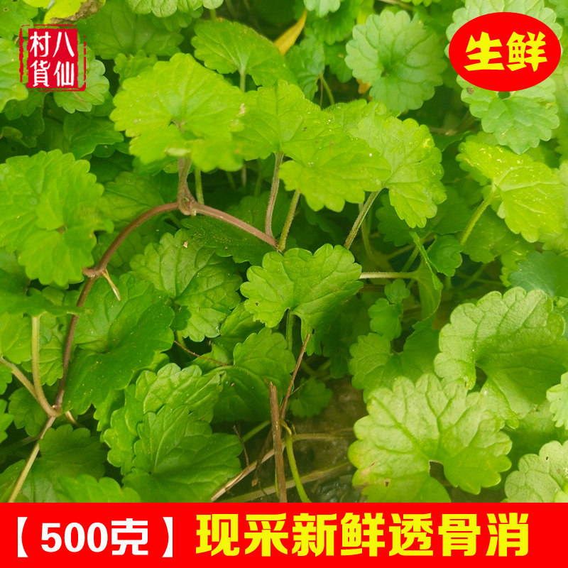 新鲜透骨消 现采驳骨消接骨消连钱草广西中草药材白花蚶壳草 包邮
