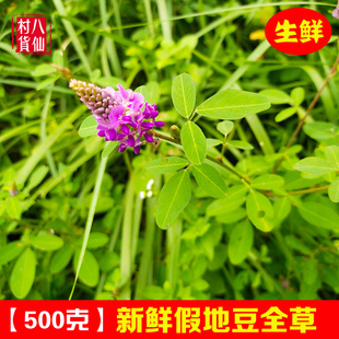 假地豆新鲜中草药地豆草野花生广西深山现采清热跌打外肿痛青草药