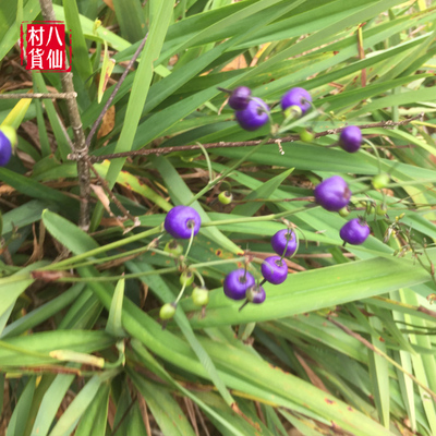 广西现挖新鲜山菅兰绞剪草