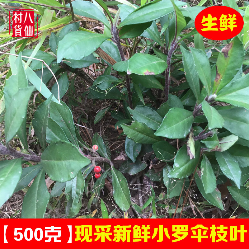现采新鲜小罗伞 广西中草药朱砂根富贵子铁凉伞枝叶小罗伞 包邮