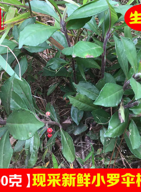 现采新鲜朱砂根中草药材小罗伞