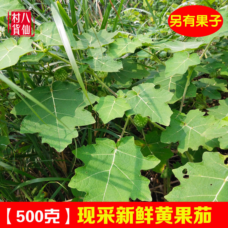 新鲜刺天茄 现采黄果茄 大颠茄 番鬼茄牙疼果全草黄果茄果子 包邮